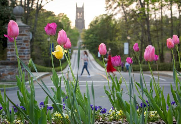Close up of colorful tulips with Chapel Drive and Duke Chapel in the background