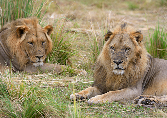 Two male lions resting on the grass