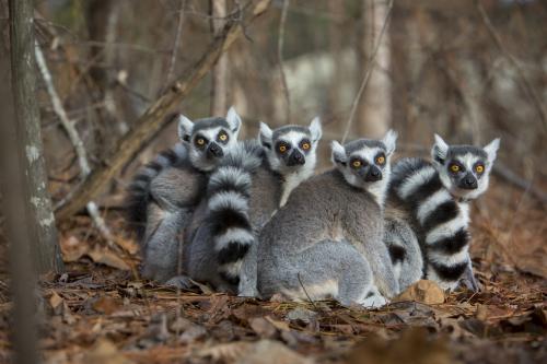 Four ring tailed lemurs sitting in the forest floor of brown leaves.