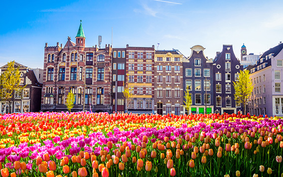 Rows of multicolored tulips in front of buildings in Amsterdam 