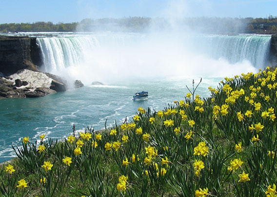 Looking over flowers at Niagara falls