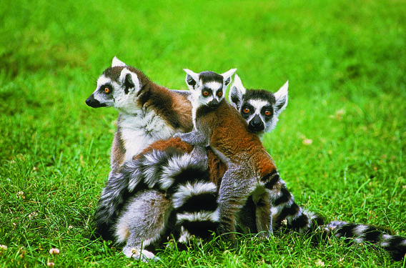 Lemurs in Madagascar