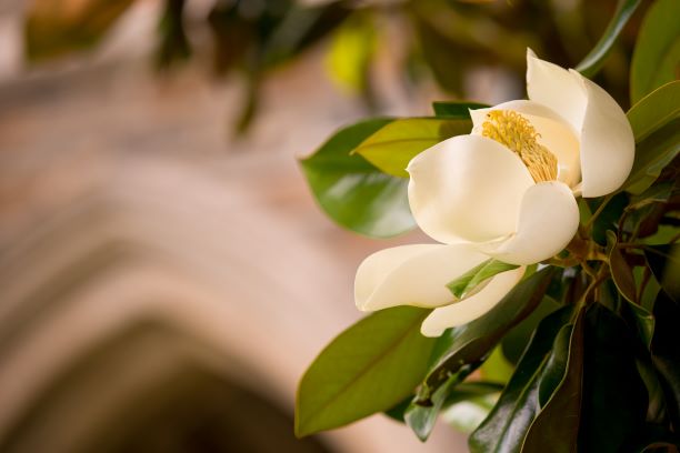 Close-up of magnolia flower with Duke stone arch in background