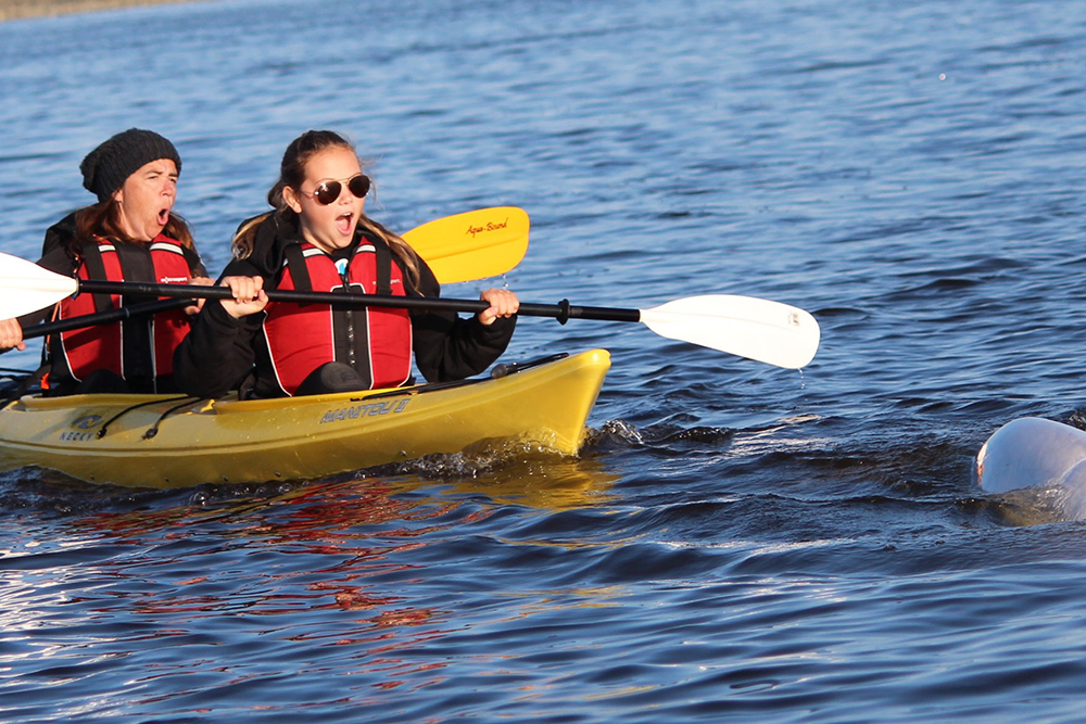 Two people on a kayak paddling in the ocean who came into contact with a Beluga whale