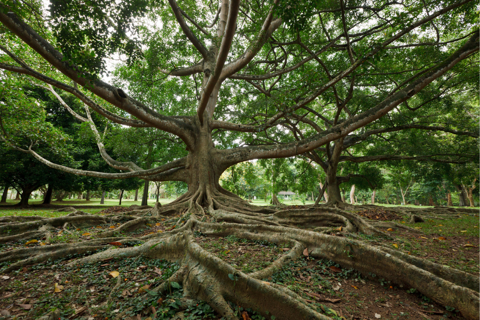 large tree with extensive roots