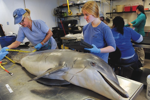Samantha Emmert helps Victoria Thayer examine a deceased dolphin.
