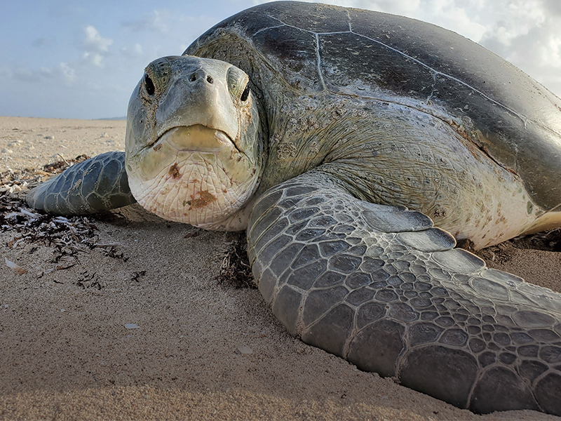 Green turtle after nesting at dawn at Sandy Point in St. Croix