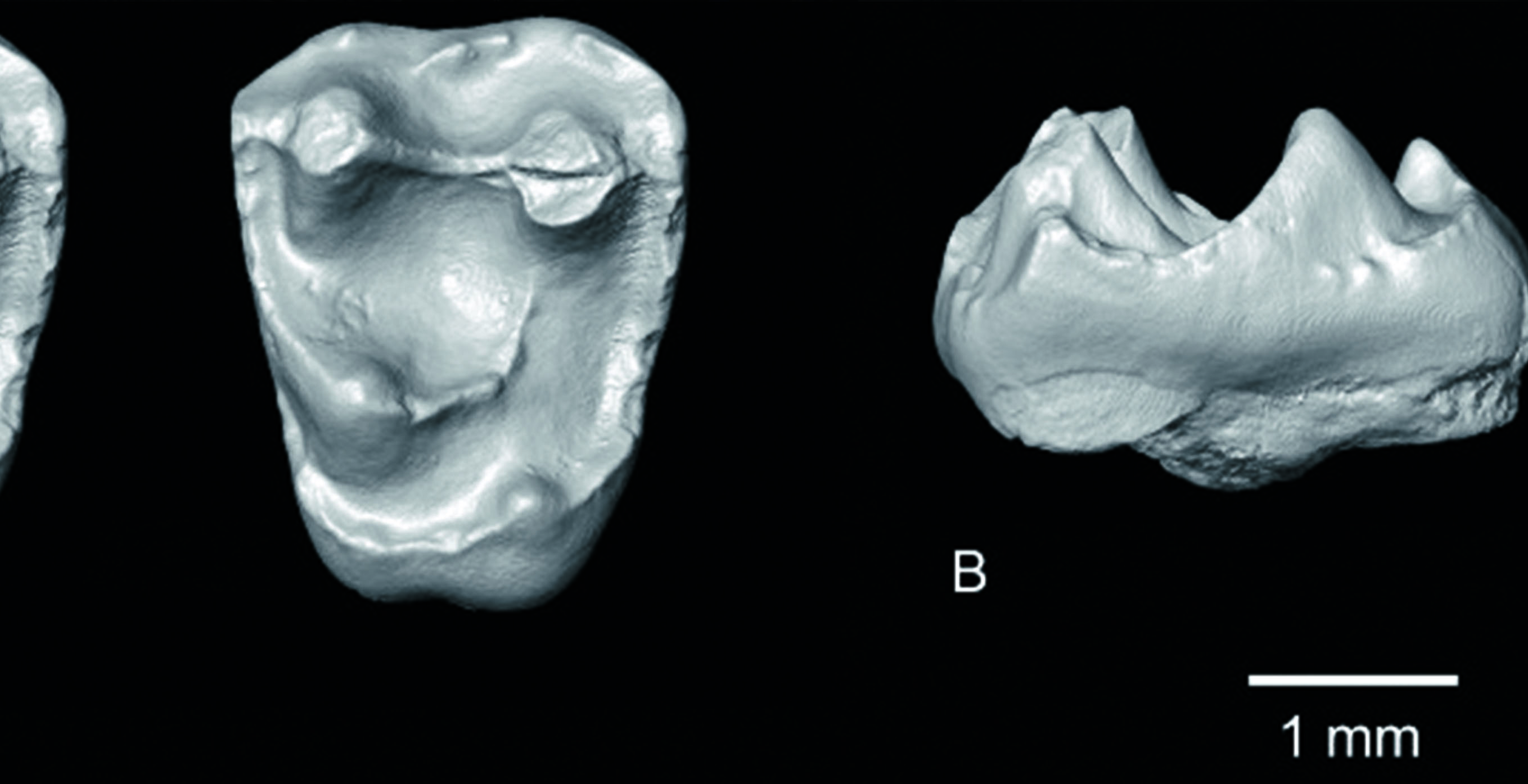 Image of upper molar of the micromammal