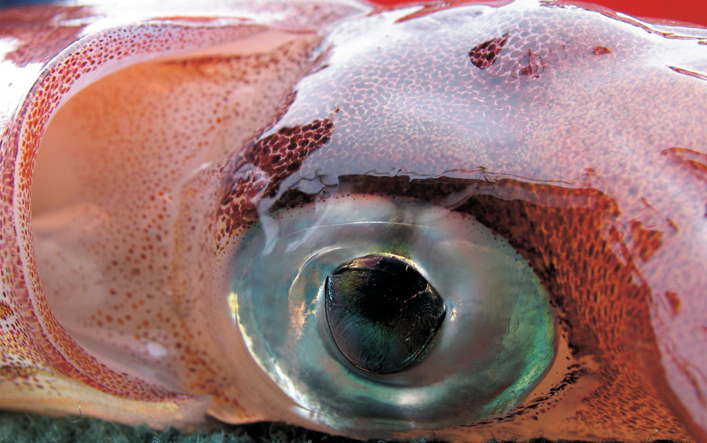 What big eyes you have: A North Sea squid's awesome orb  [Istockphoto]