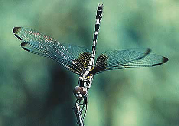 Ferocity & Beauty on Gossamer Wings Dragonfly Fleece Pullover Hoodie
