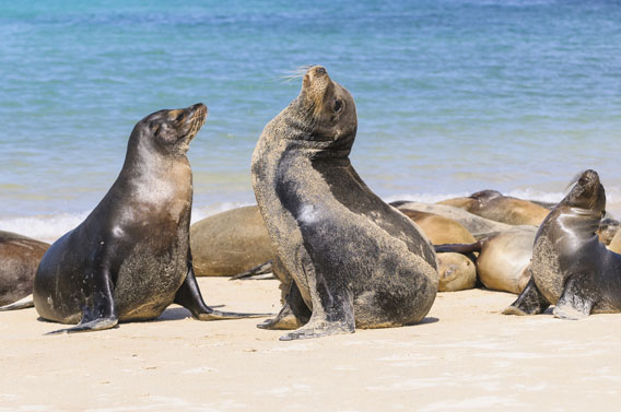 Seals on a sandy beach