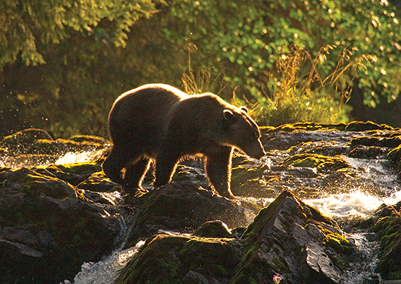 Bear looking for fish in river