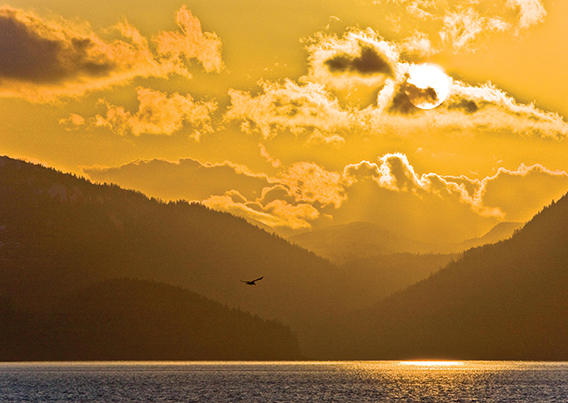 Eagle flying over water at sunset with golden sky and mountains in the background