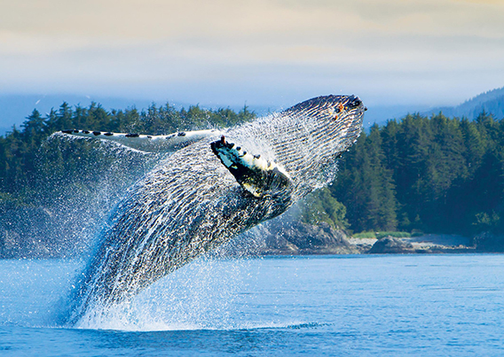 Whale breaching