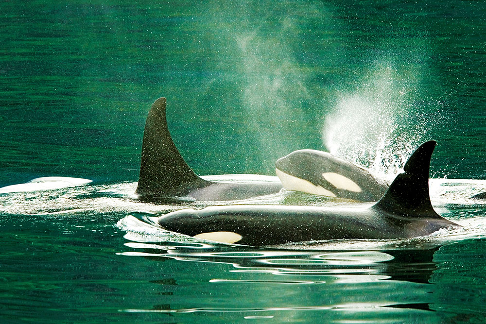 orcas