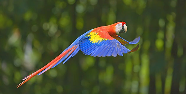 Parrot