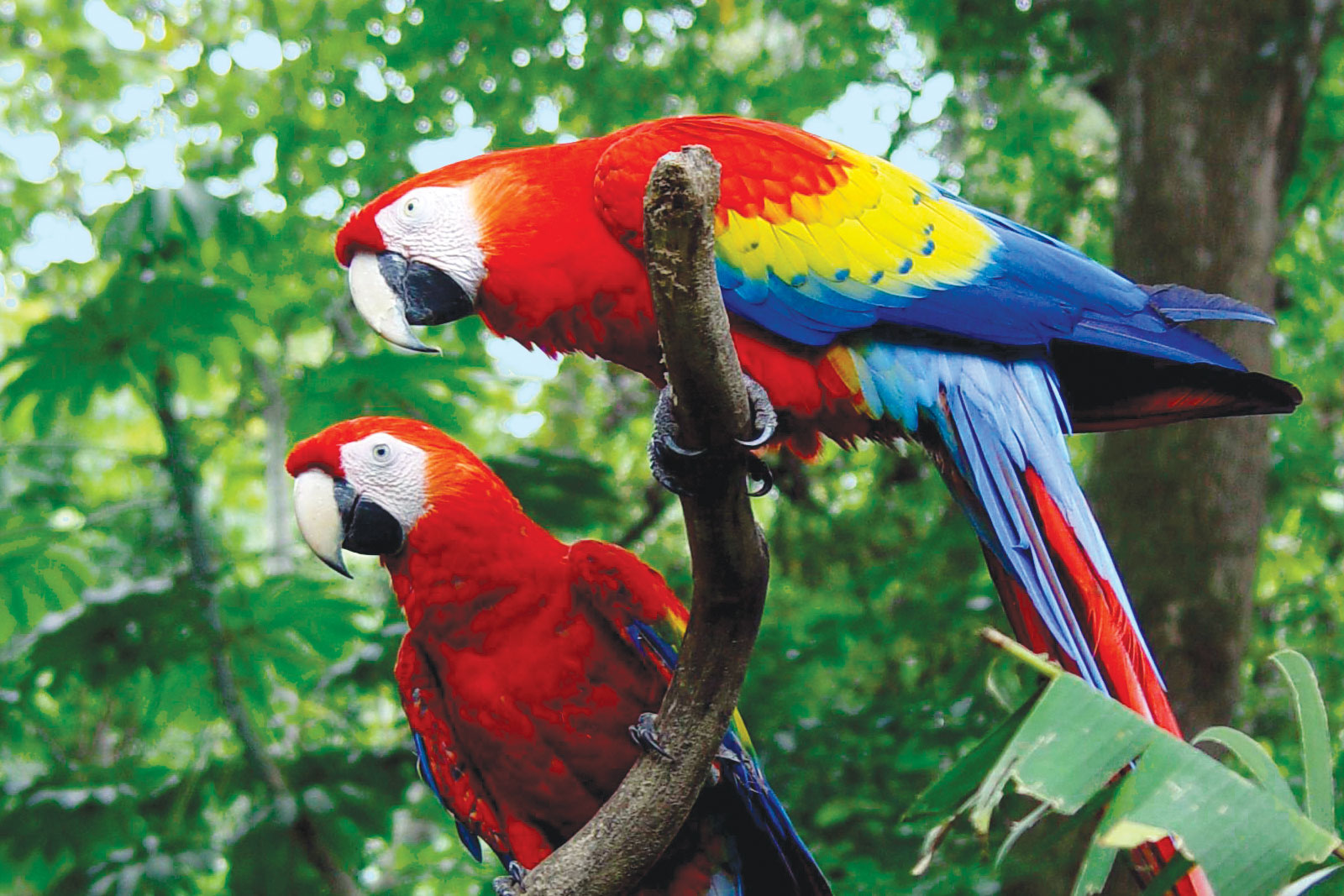 Parrots in Costa Rica