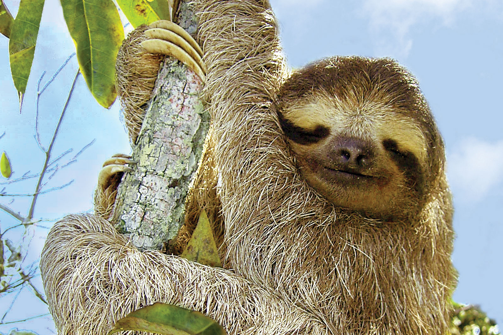 Sloth on tree